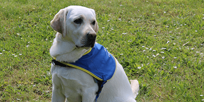 Le chien d’accompagnement en soins palliatifs