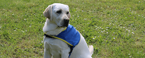 Le chien d’accompagnement en soins palliatifs