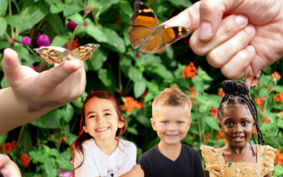 Soulager les enfants papillons